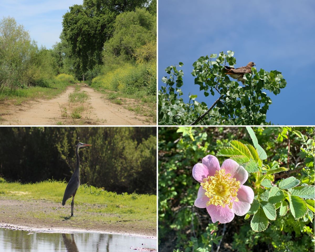 Top left: The new Pond Loop Trail at Dos Rios. Top right: A red-tailed hawk. Bottom left: Great blue heron. Bottom right: California wildrose. Photos from California State Parks.